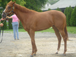Two-year-old Ahvee’s Destiny at Linda Rice Stables.