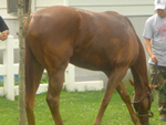 Two-year-old Ahvee’s Destiny at Linda Rice Stables.