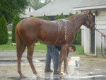 Ahvee’s Destiny in the horse wash area.