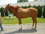 Two-year-old Ahvee’s Destiny at Linda Rice Stables.