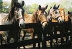 Holy Blitzer is on the left. Katy’s Office Girl is the gray to the right. They are both yearlings.