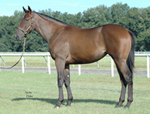 Arielle’s Song 2007, when she was a yearling